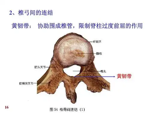 医学 爱爱医资源-关节学 人体解剖学课件ppt 2,椎弓间的连结 黄韧带