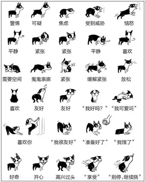 这张图能简单的解释犬的肢体语言  更深层的东西需要自己去学习