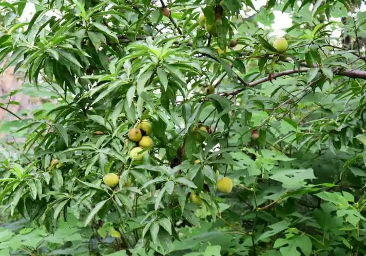 山坡上,挂果的野桃.