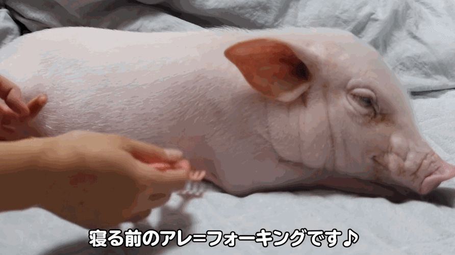 精心养育宠物猪100天后,把它杀死,烤熟,吃掉