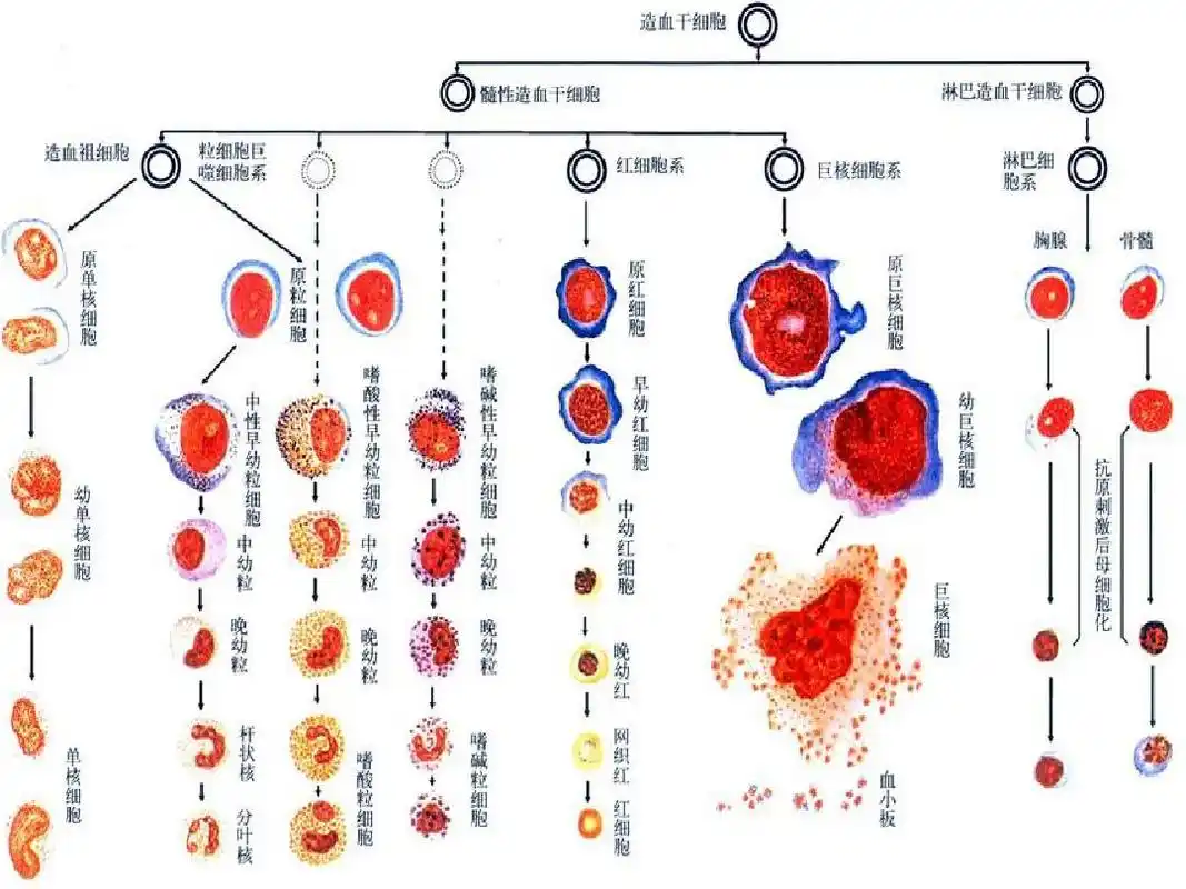 正常血细胞形态-红细胞形态ppt