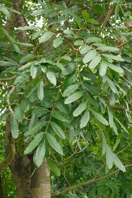 非洲桃花心木khayasenegalensis