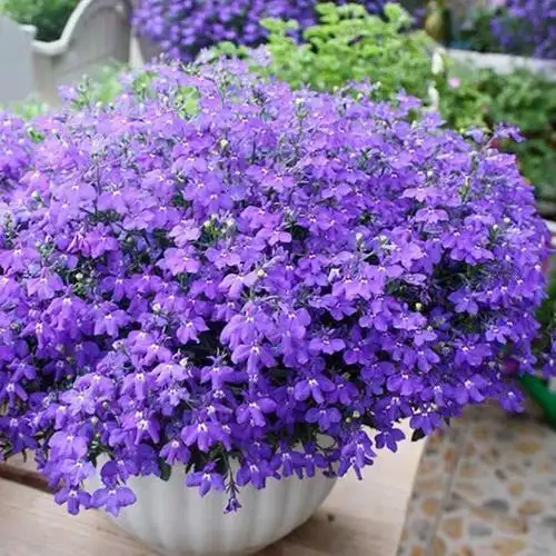 六倍利一开就成球小窗台上养几盆立马变成小花园