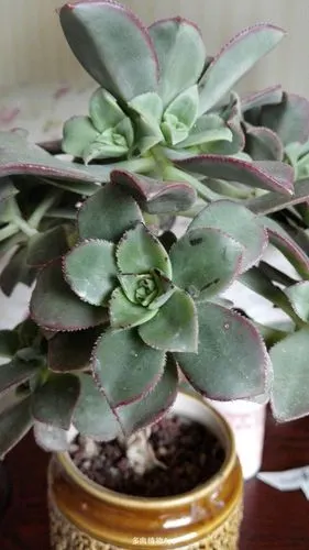 请问 艳日辉叶片长黑斑,什么病,怎么治?