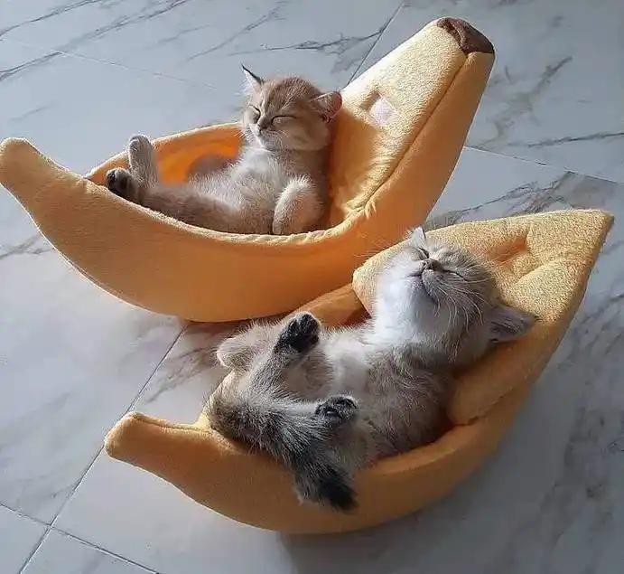 这些可爱的小家伙们,睡得是真香!_狗狗