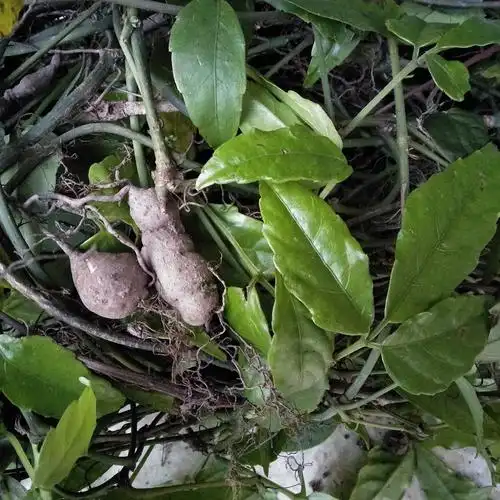 正品野生三叶青金线吊葫芦新鲜三叶崖爬藤石老鼠蛇附子500g中药材