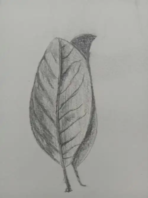 我的素描作品展