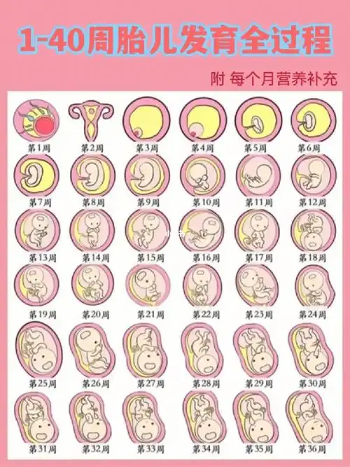 胎儿140周发育全过程