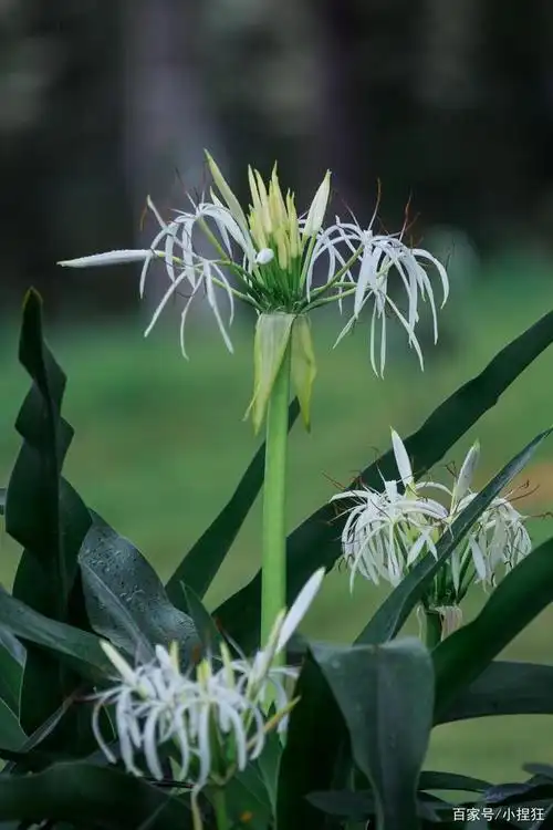 白色的文殊兰开花了