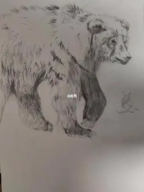 动物素描熊