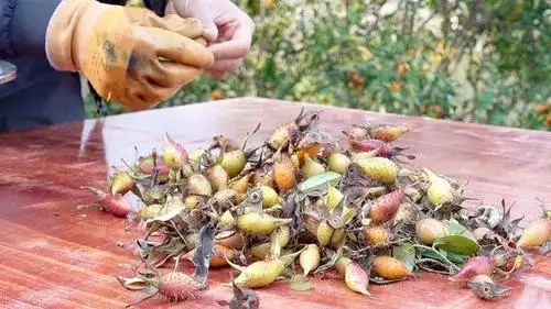 农村这种野果全身长满刺摘点泡酒不错