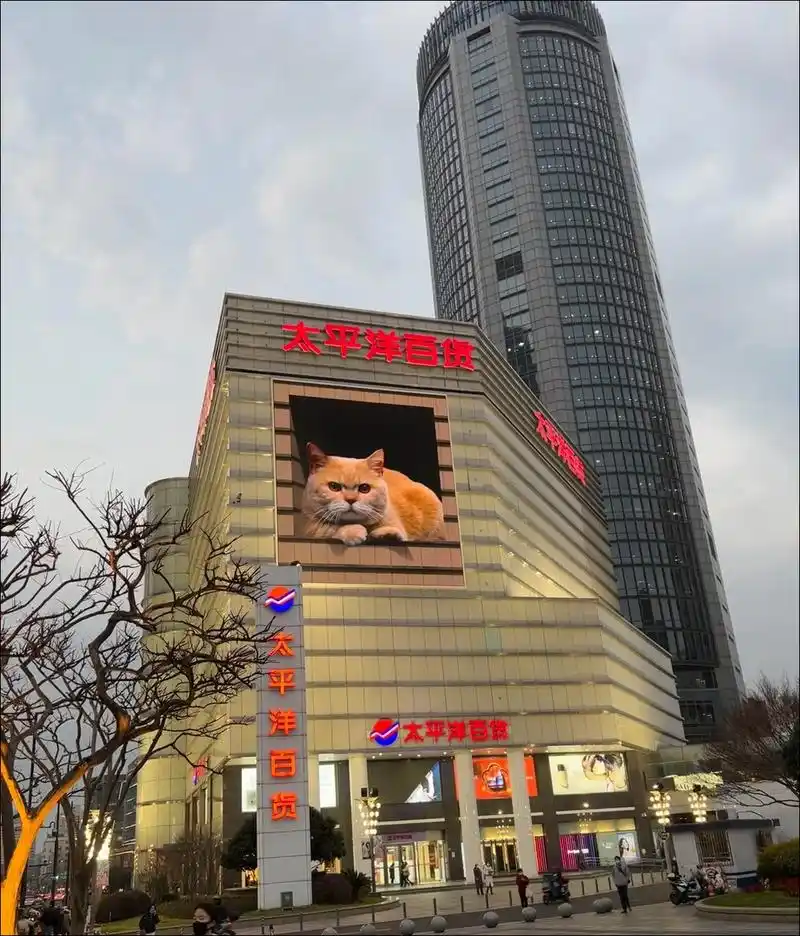 徐家汇太平洋百货 可爱的猫 猫快跳下来了,cute的不行