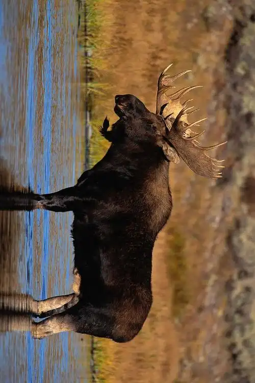偶蹄目·反刍亚目·鹿科:美洲驼鹿