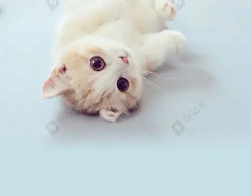 可爱萌猫咪h5动物背景