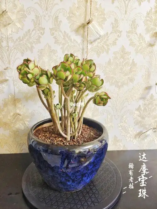 老桩多肉达摩宝珠大盆栽