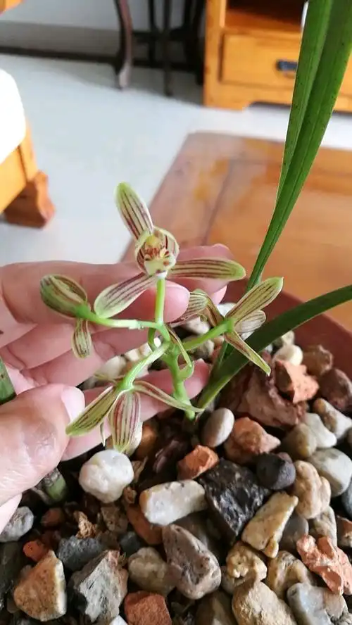 兰花珍珠矮独苗一花剑好可爱