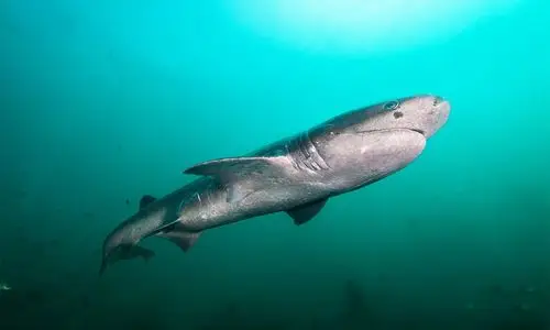 九, sevengill shark  七鳃鲨