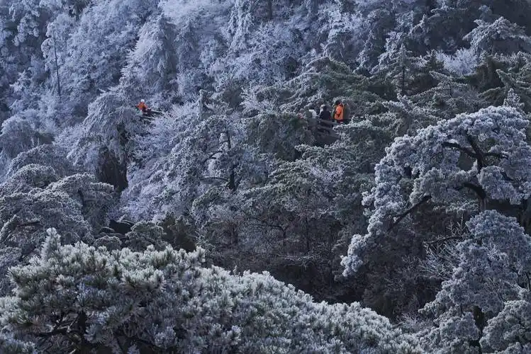 旅游| 黄山风景区今冬首现大面积雾凇_树挂
