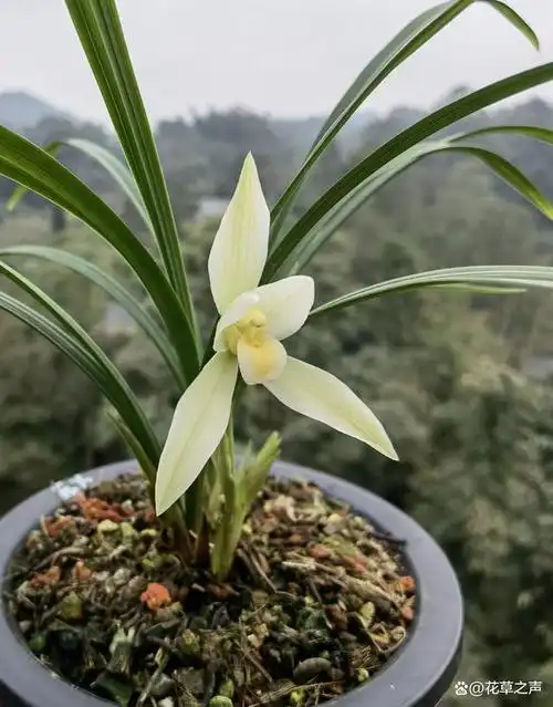 这款"素心兰",突然就火了,人称最美兰花,通体雪白,开品大气