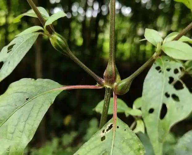 牛膝又称红牛膝山苋菜有3大作用价值极高农民要了解