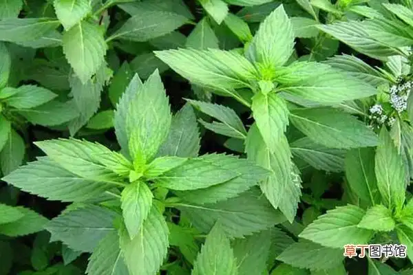 柠檬薄荷和普通薄荷的区别是什么,,薄荷的种类