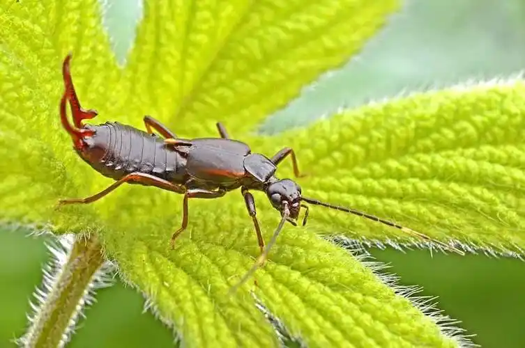 今天无聊看百度搜了一下南北方蟑螂的差异,然后我发现了蚰蜒这种虫子