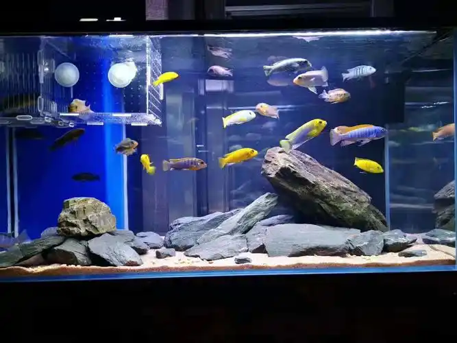 晓鱼三湖慈鲷造景鱼类展示