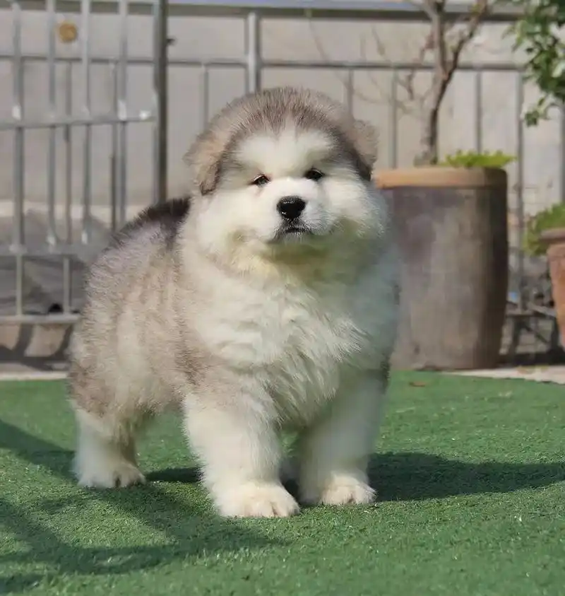 疫情过后带着精品熊版灰桃公出去走走#阿拉斯加 #阿拉斯加犬灰 - 抖音