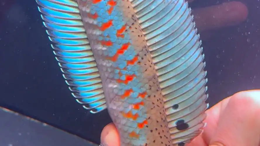 大尺寸幻红雷龙,1xx起双包,选鱼看主页.#雷龙鱼 #幻彩红宝石雷龙鱼