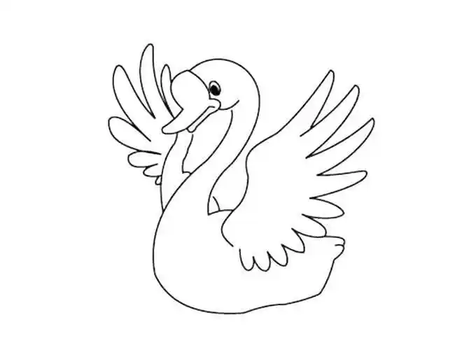 白天鹅简笔画 白天鹅简笔画图片彩色画