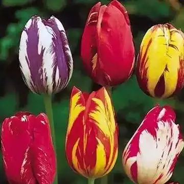 奥古斯都郁金香