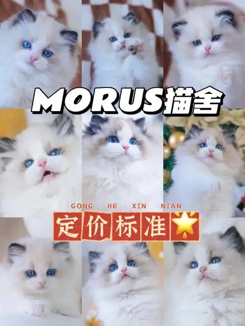 morus布偶猫舍后代价格公开