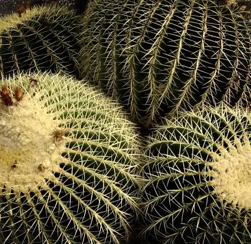 91金虎仙人球的魅力世界91