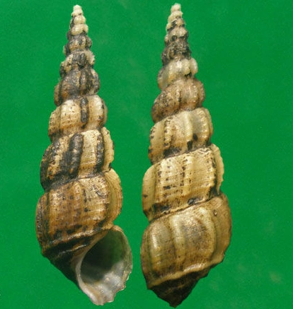 【常见有害生物】钉螺