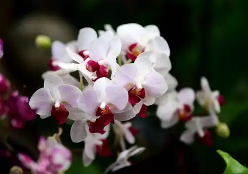 兰芷溪头子曾子