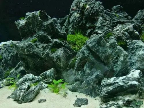 2米2青龙石草缸造景