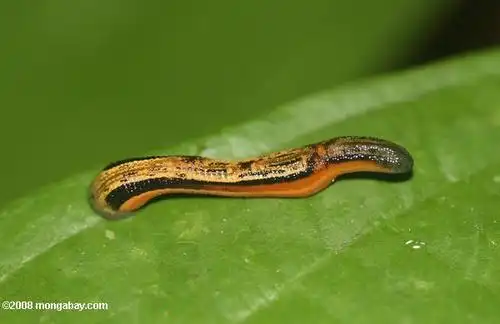 花蛭是什么?怎么查不到它的具体信息