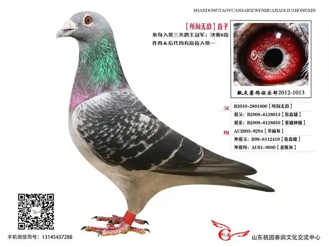 【所向无敌】直子_山东桃园鸽业_ag188.com爱鸽商城_中国信鸽信息网