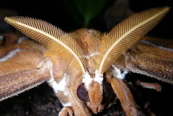 图看地球上最大的飞蛾, 有一只手那么大, 看起来像蛇的头部