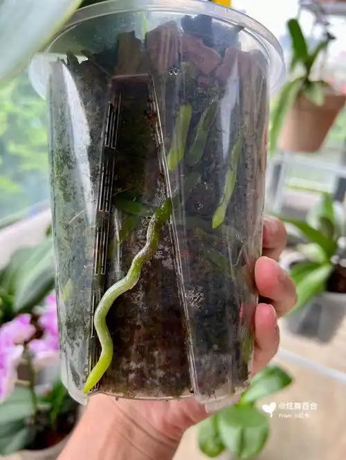 蝴蝶兰换盆3个月你要控制你寄几