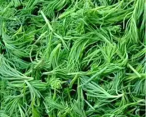 盐须菜含有多种矿物质,其成分符合人体需要.