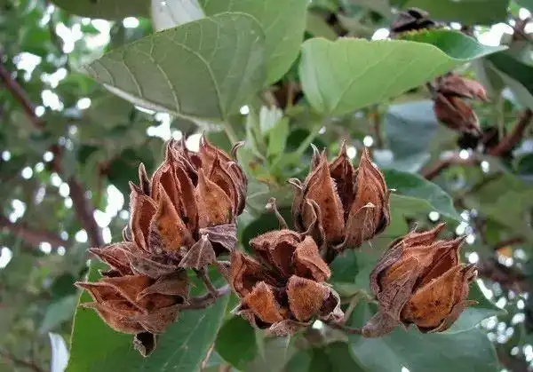 果实成熟后裂开黄槿有少量变种和栽培品种,主要区别在花色上,由于