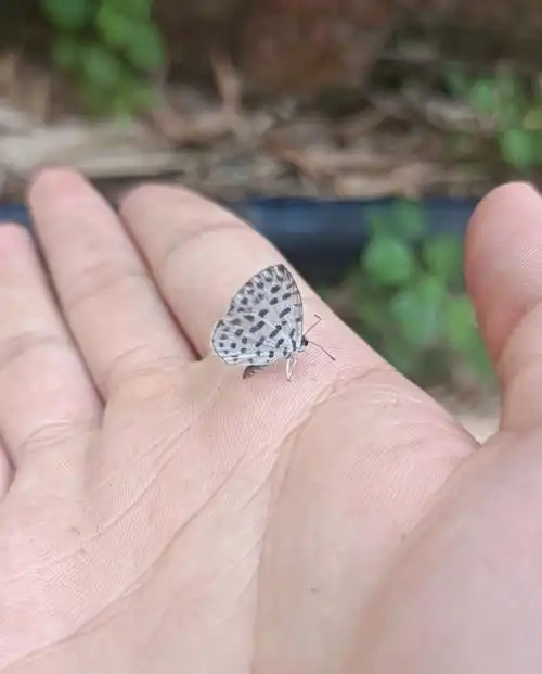 上手一只可爱的小灰蝶##蝴蝶  #昆虫  #我的日常