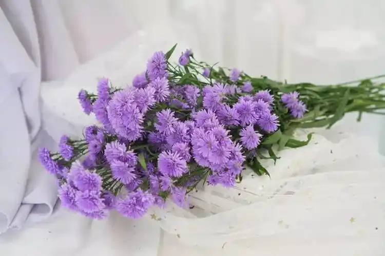 摸起来花瓣软绵绵的有粉色和紫色两种颜色重瓣孔雀草的颜色比较的少