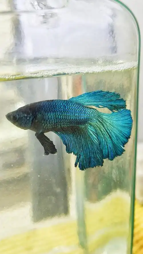 斗鱼是一种美丽而迷人的观赏鱼类,拥有绚丽多彩的色彩和独特的外观.