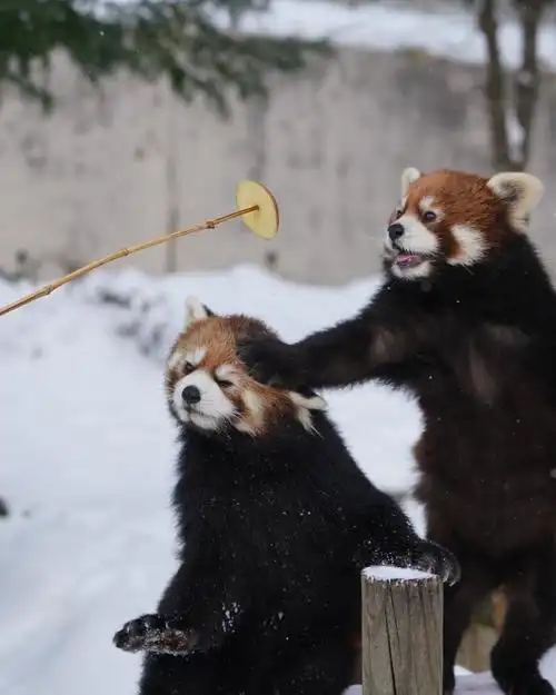 日本秋田大森山动物园,两只小熊猫在经过争抢和丢失食物后