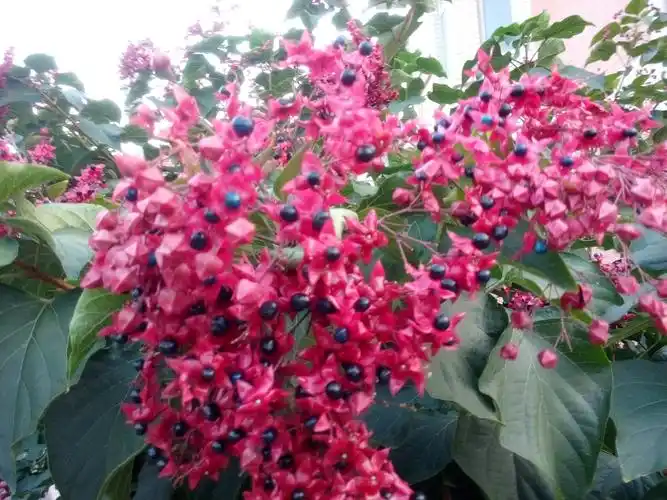 次 1个回答 匿名用户  推荐于2017-09-09   展开全部 卫矛又名鬼箭