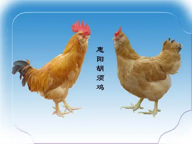 p>惠阳胡须鸡,又名三黄胡须鸡,龙岗鸡,龙门鸡