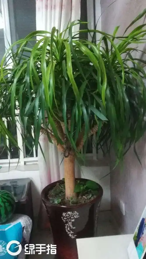 小刘007的龙须树的养殖方法,龙须树的繁殖方法 - 绿手指 - 养花技巧