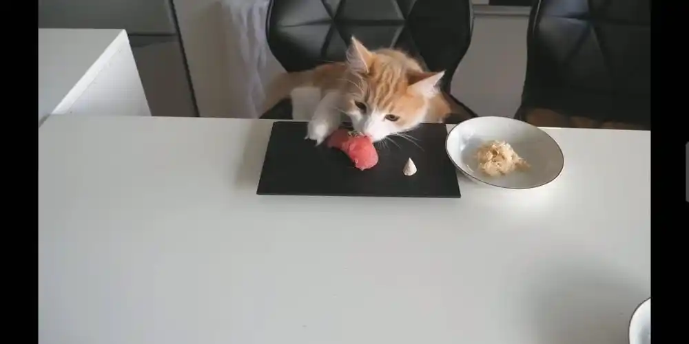 环太平洋 尾立鼠干掉两台机甲(60帧)